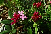70 Dafne odorosa (Daphne cneorum) in fiore e in bocciolo!